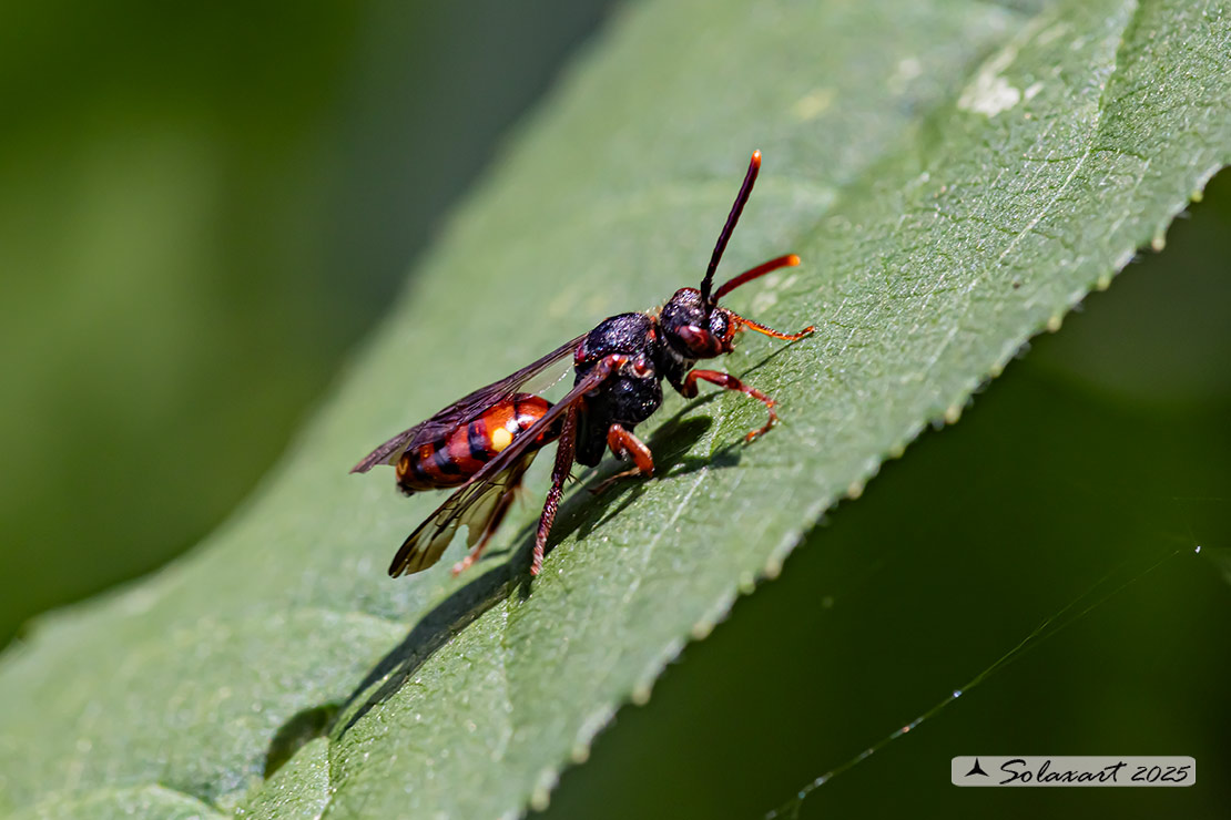Nomada moeschleri - Red Cuckoo Bee 